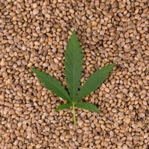 Hemp leaf and seeds on table