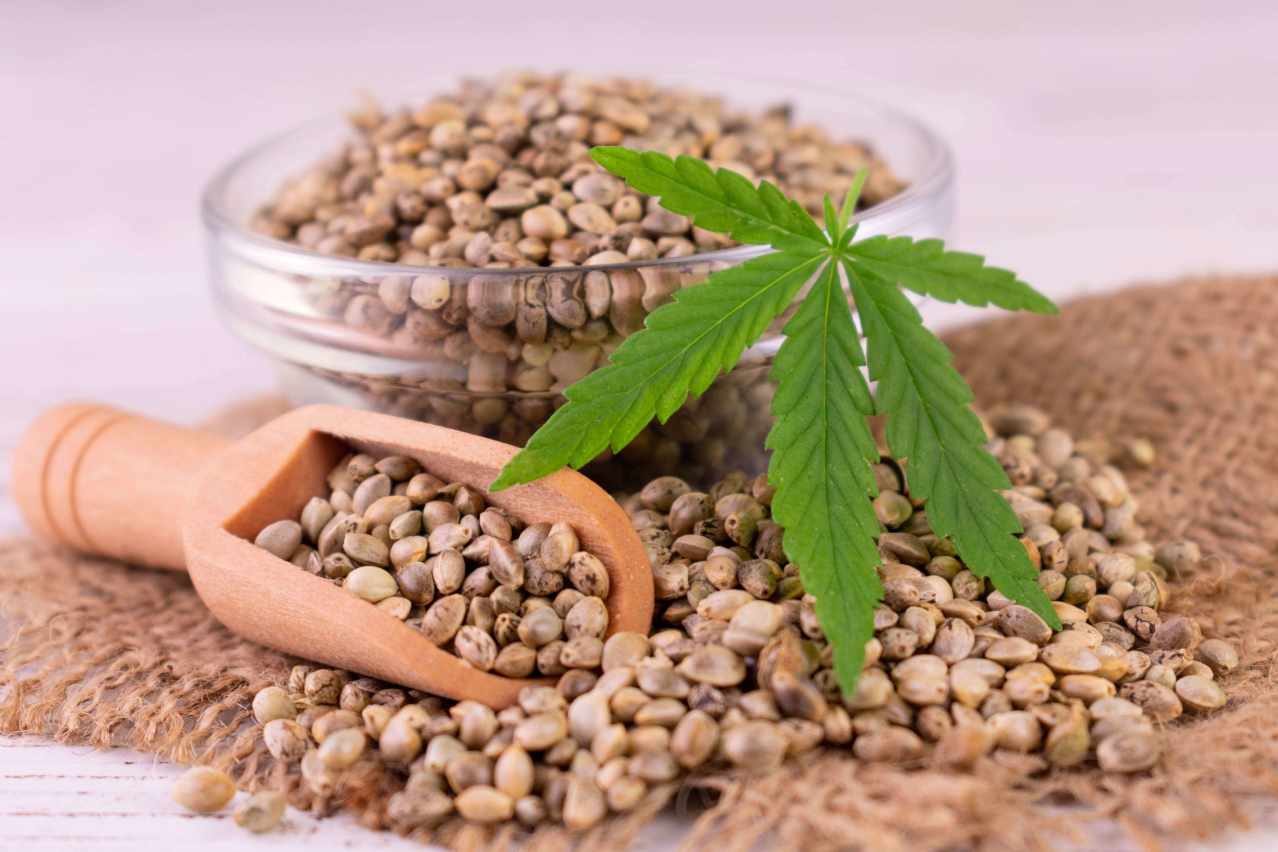 Is Hemp Protein Available for Wholesale in Europe?