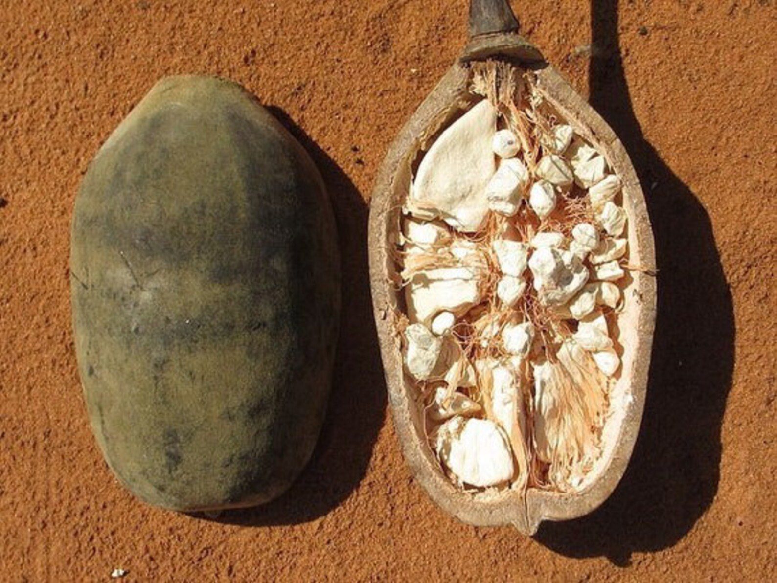 Organic Baobap Pod