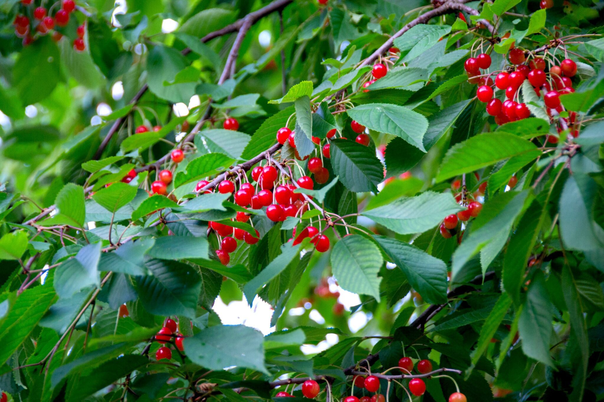 Lots of Goji Berries on a healthy looking, green leafy bush
