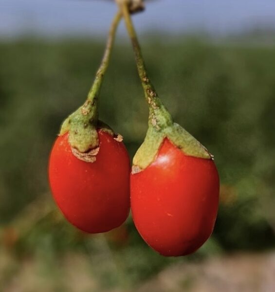 A Journey into the Heart of China’s Goji Berry Farms; Expanding Our Organic Supply Chain