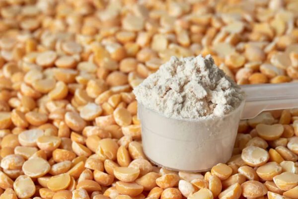 Pea protein in a scoop with dried split peas