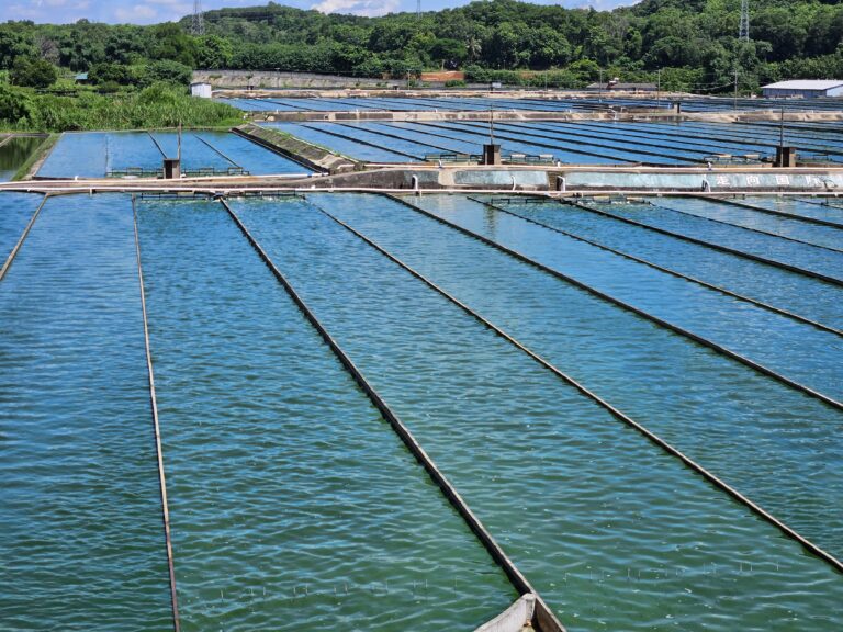 Spirulina farm with water and sprinklers