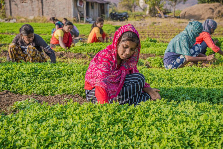 Woman planting in a field with a read head scarf