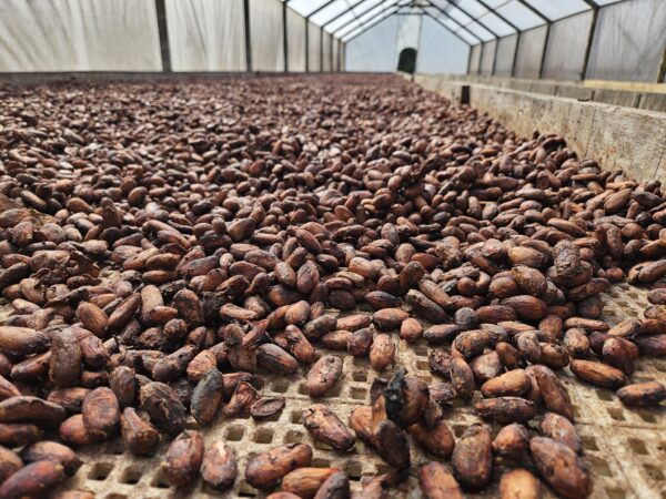 Cacao beans roasted