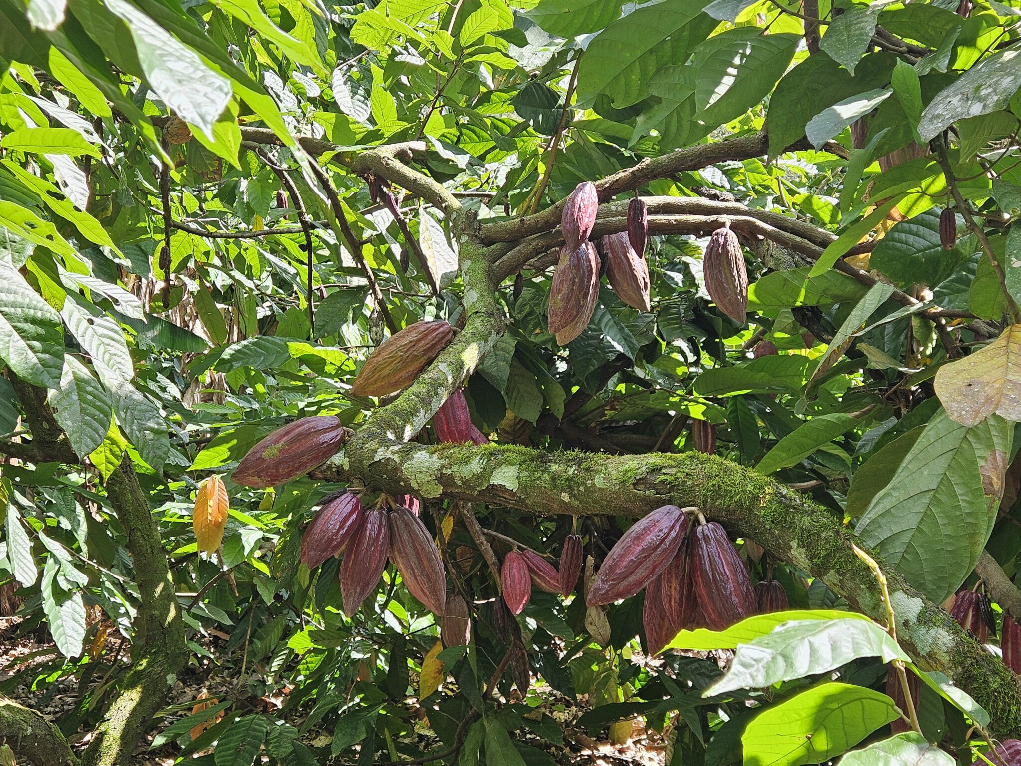 Cacao Pod branch