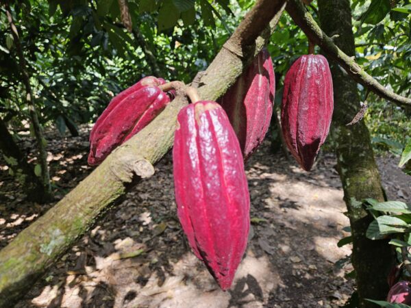 Ripe Cacao Pods