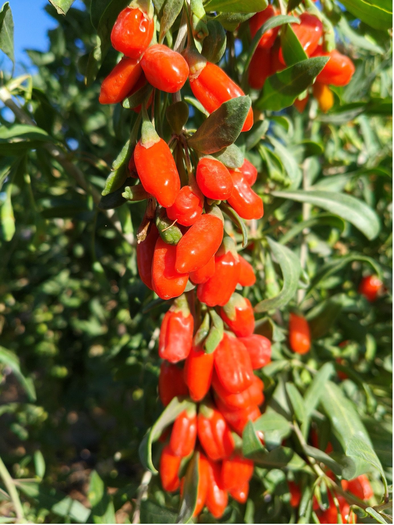 Goji Berries
